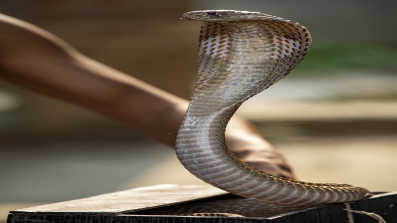 মায়ের সঙ্গে ঘুমিয়ে ছিল কিশোরী, সাপের কামড়ে মৃত্যু...