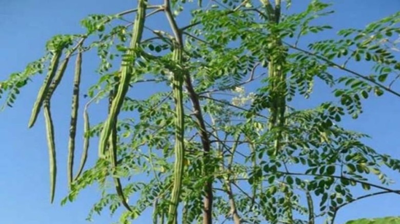 সজনে পাতায় যত গুণ