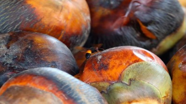 তাড়াশের পাকা তালের কদর এখন শহরেও...