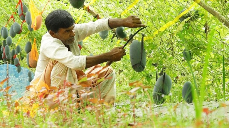 অসময়ে তরমুজ চাষে কৃষক নিরাঞ্জনের বাজিমাত...