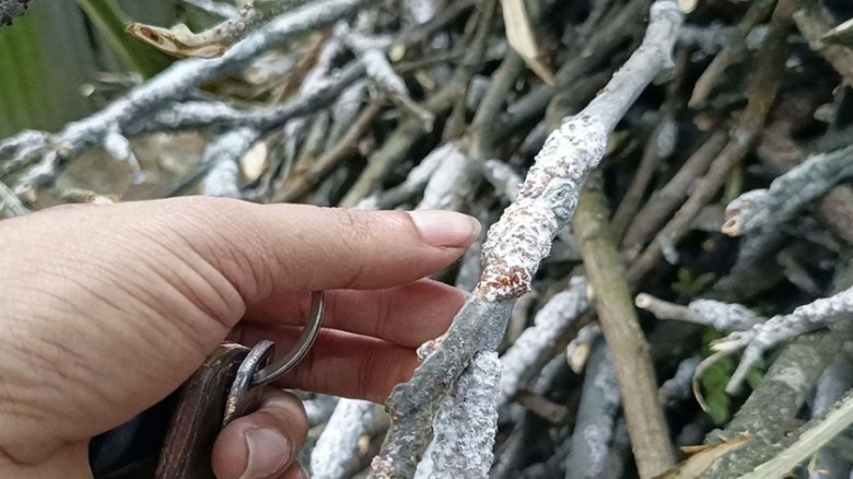 ‘পোকা’ বিক্রি করে চলে যাদের সংসার...