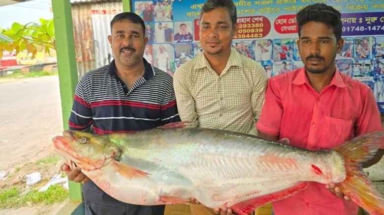 রাজবাড়ীতে ধরা পড়ল ২২ কেজির বিশাল ঢাই মাছ, নিলামে ব...