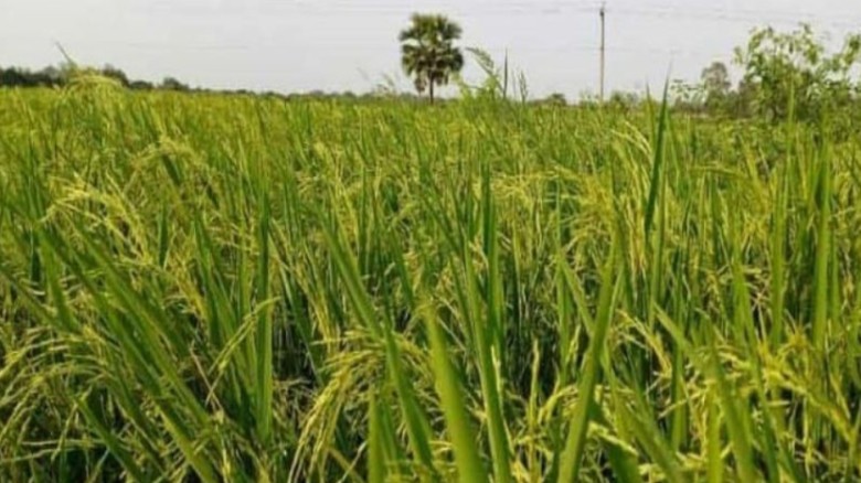 তানোরে বিএমডিএ সেচ প্রকল্পে কৃষিতে নতুন দিগন্ত...