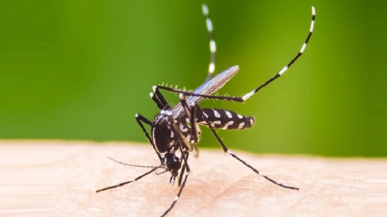 ডেঙ্গুতে এক দিনে ১২ জনের মৃত্যু...