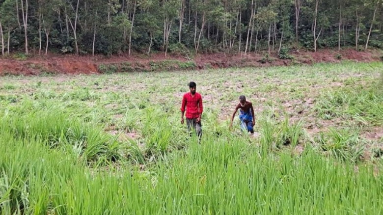 নালিতাবাড়ীতে বন্যহাতির তাণ্ডব, আমন ধানের ক্ষতিতে ক...