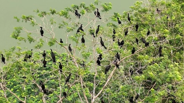 কুমিল্লার পুকুরপাড়ে পাখির রাজ্যে ধ্বংসের থাবা, ছান...