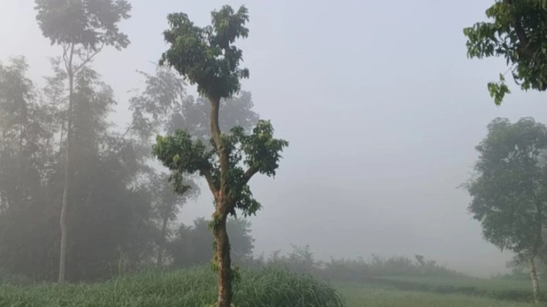 তেঁতুলিয়ায় নেমেছে হিমের ছোঁয়া, কমছে তাপমাত্রা — আস...