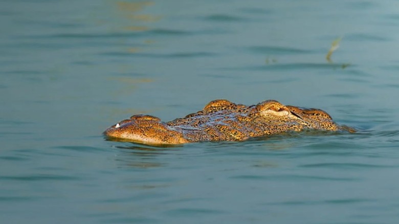 রাজশাহীর পদ্মায় বিলুপ্ত ঘোষিত মিঠাপানির কুমিরের দে...
