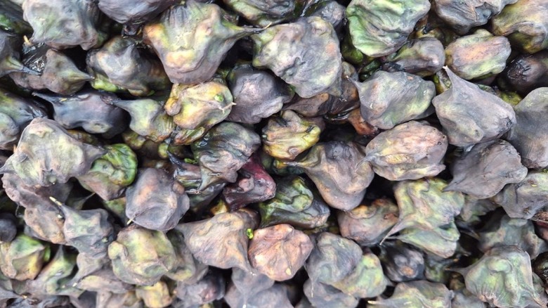 শেরপুরে পানিফলের বাণিজ্যিক চাষে ফিরছে সচ্ছলতা...