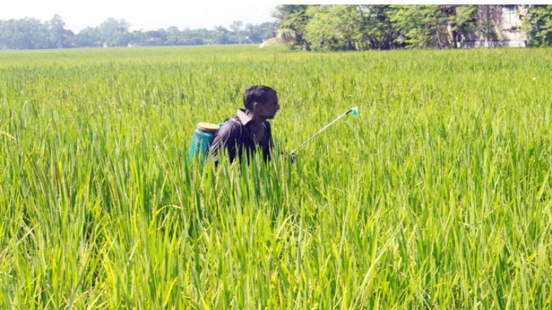 ফুলবাড়ীতে আমন ধানে মাজরা ও কারেন্ট পোকা আক্রমণ, চা...