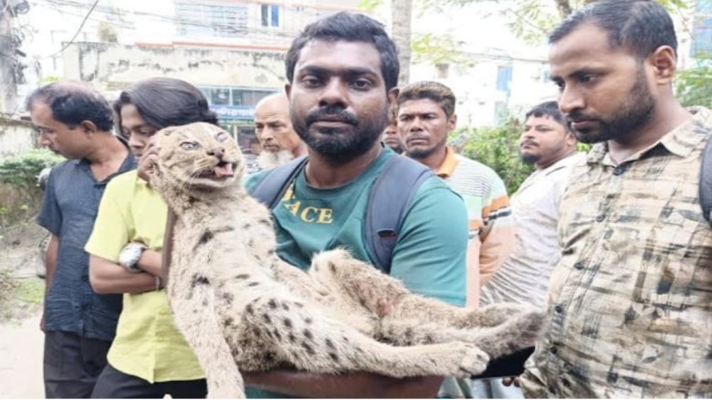 বরিশালে রূপাতলী বটতলা এলাকায় আটক মেছো বাঘ, বন বিভা...