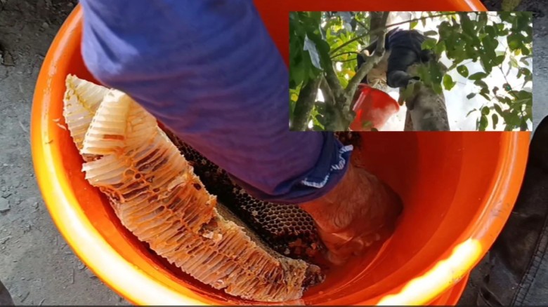 কুমিল্লার মৌচাক কাটার শ্রমিকরা পরিবার চালান প্রাকৃ...