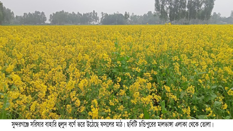 সুন্দরগঞ্জে সরিষার হলুদ ফুলে ভরে উঠেছে ফসলের মাঠ...